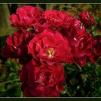 Rote Rosen 2