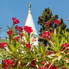 Rote Rosen