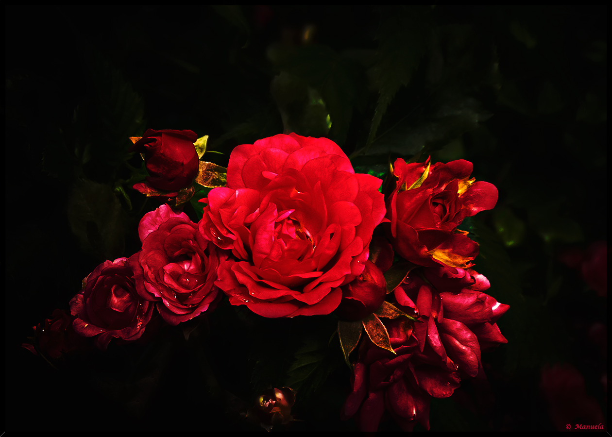 Rote Rosen 