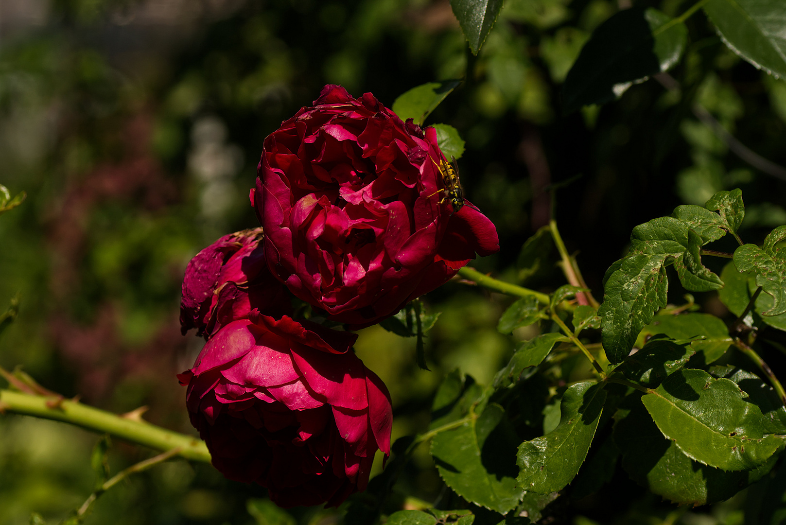 Rote Rosen