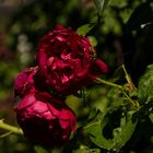 Rote Rosen