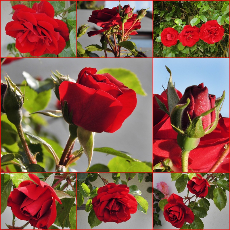 *** Rote Rosen ***