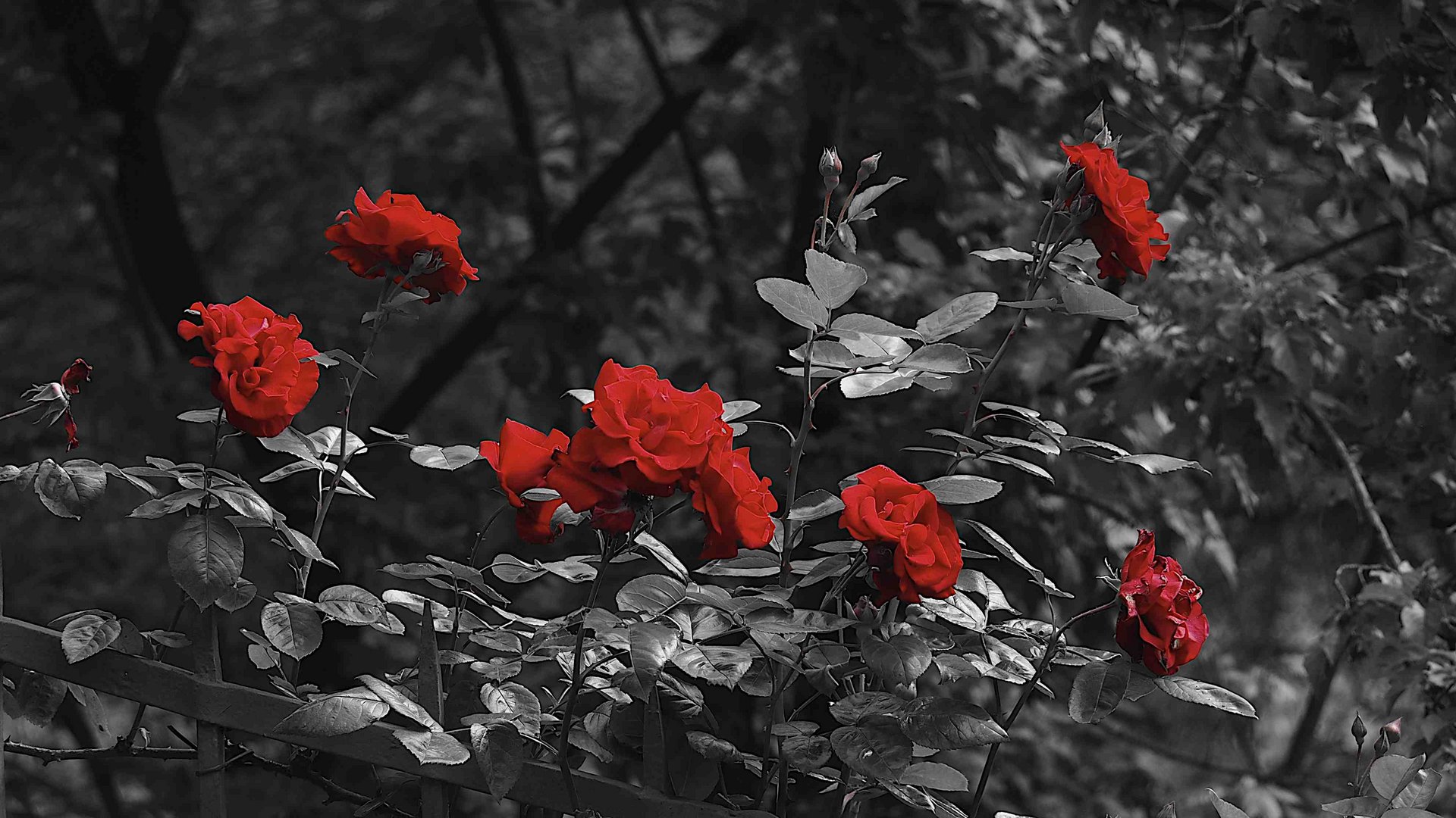 ROTE ROSEN