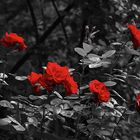 ROTE ROSEN