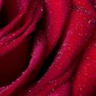 Rote Rosen