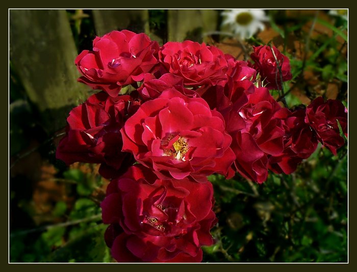 Rote Rosen...