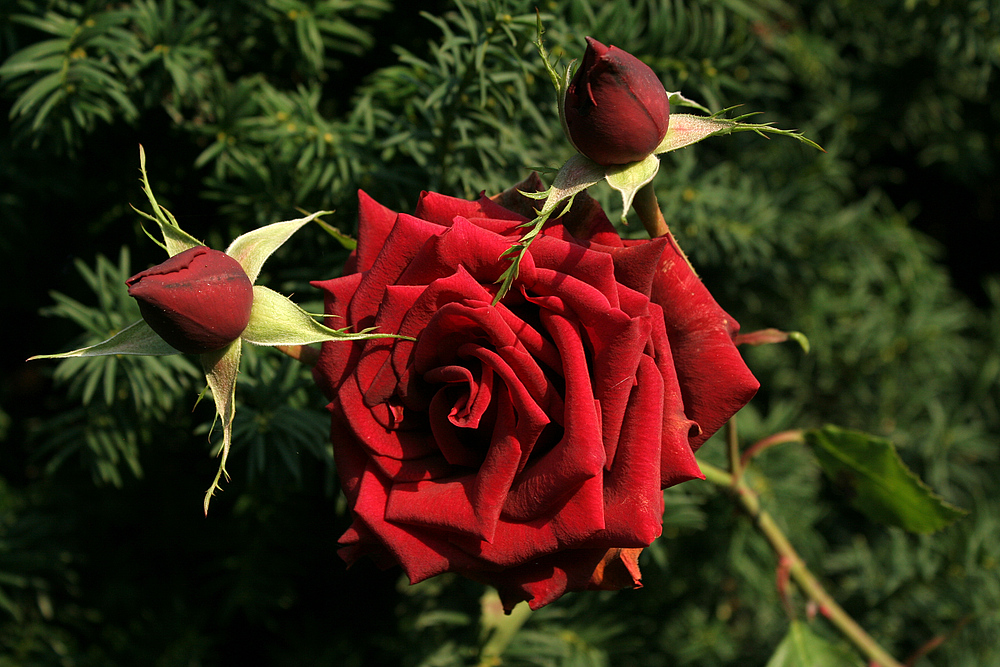 Rote Rosen