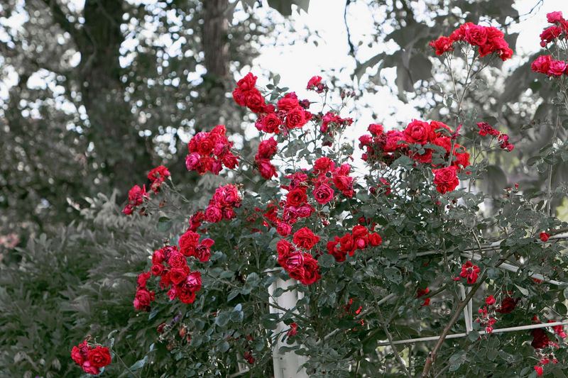 Rote Rosen