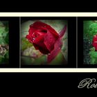 ~ Rote Rosen ~