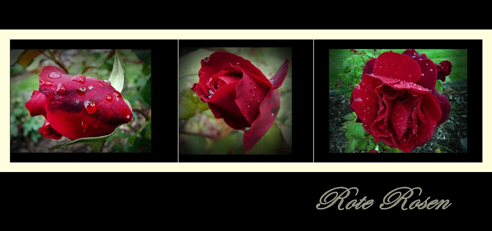 ~ Rote Rosen ~