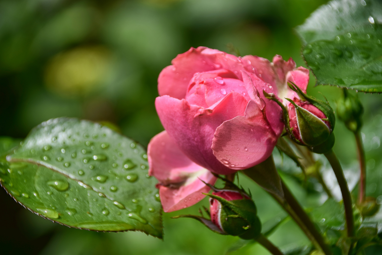 Rote Rosen