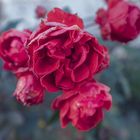 Rote Rosen 