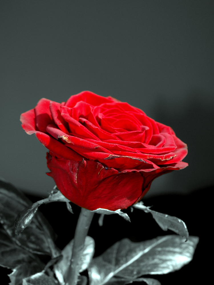 Rote Rose(n)