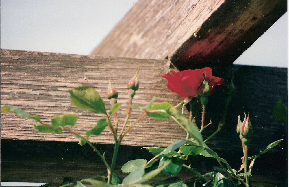 Rote Rosen von Günther Gruchala 