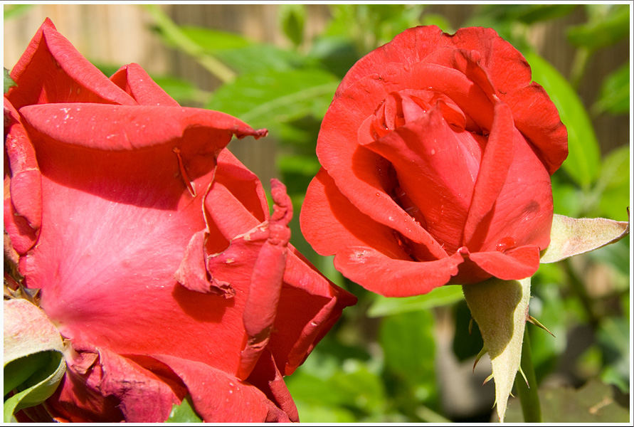 rote Rosen