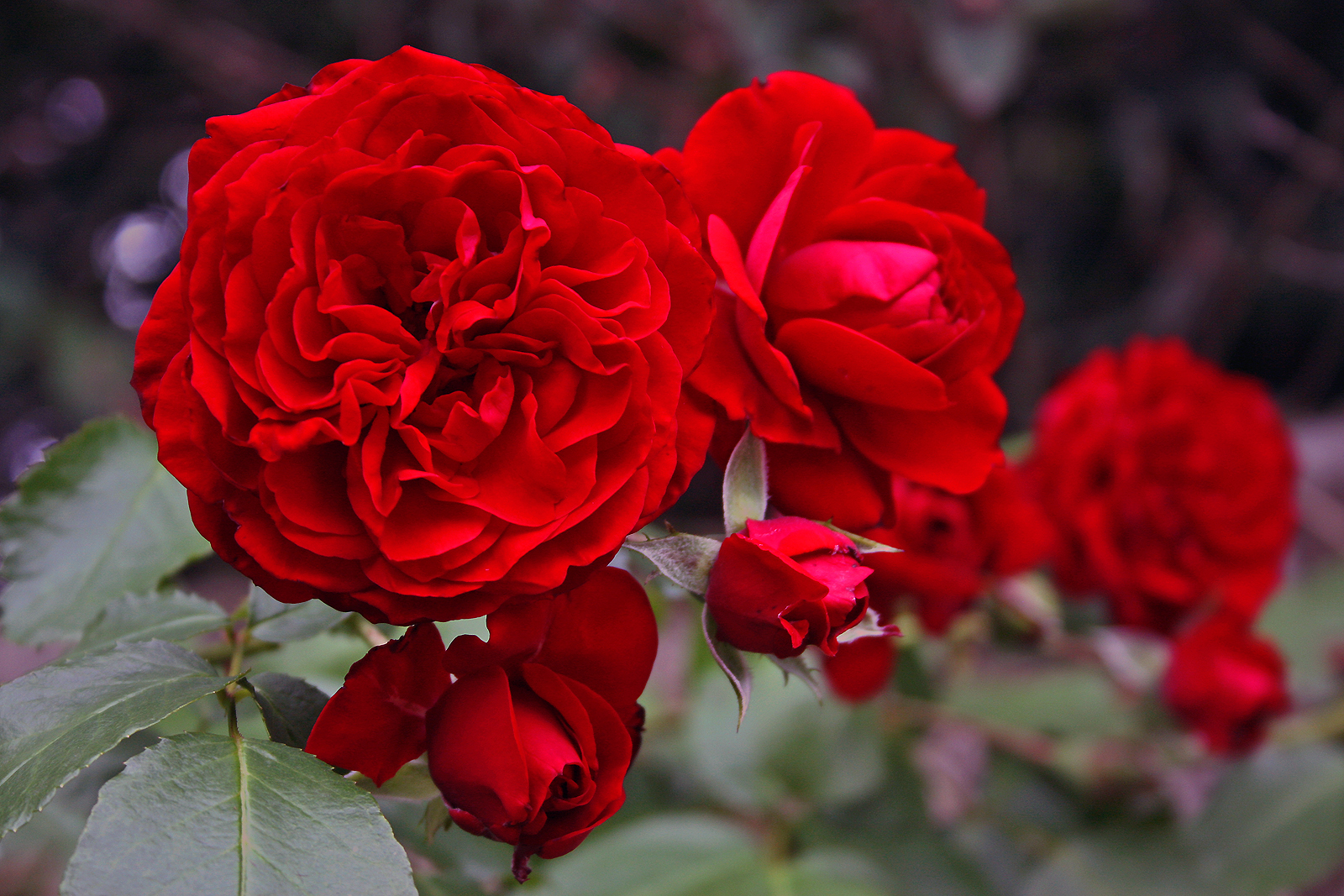 rote Rosen