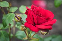 rote Rosen