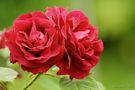 rote Rosen von Anhertz 