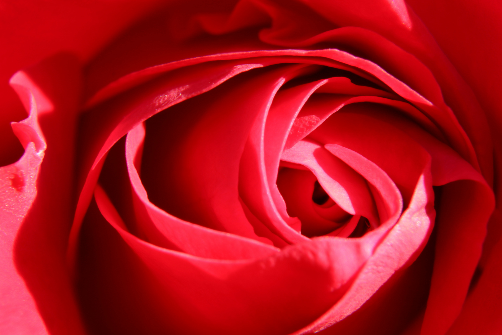rote Rosen ....