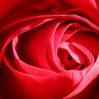 rote Rosen ....