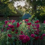 Rote Rosen