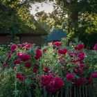 Rote Rosen