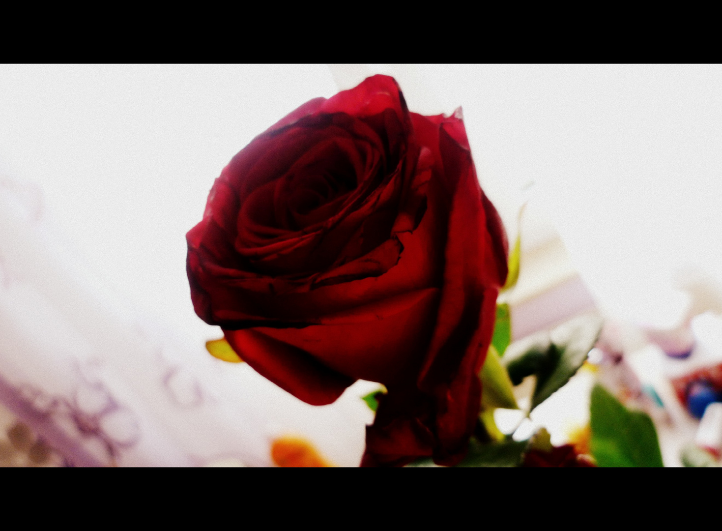 rote Rosen Foto & Bild | natur-makros, natur-kreativ, aufnahmetechniken