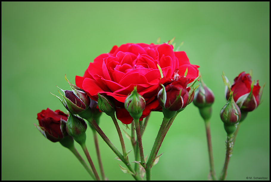 Rote Rosen