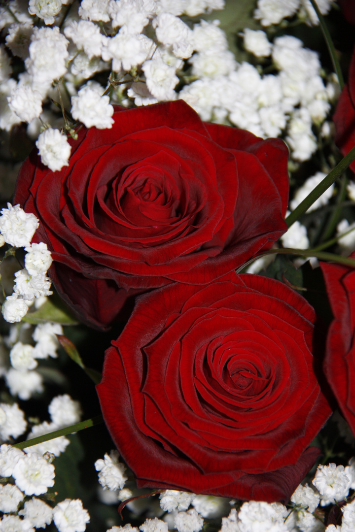 Rote Rosen Als Zeichen Der Liebe Foto Bild Verschiedenes Natur Bilder Auf Fotocommunity