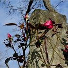 Rote Rosen am 30.12.2019