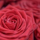 Rote Rosen auf Leinwand gemalt