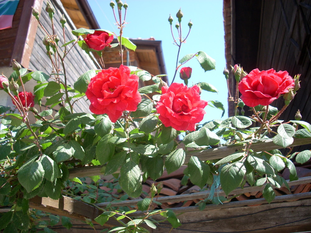 Rote Rosen aus Bulgarien