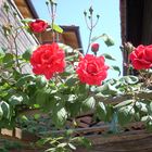 Rote Rosen aus Bulgarien