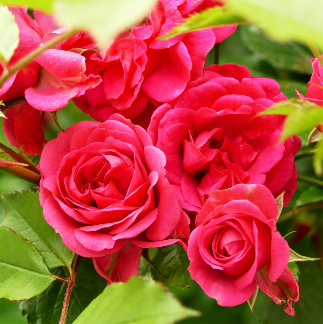 Rote Rosen aus Nachbars Garten