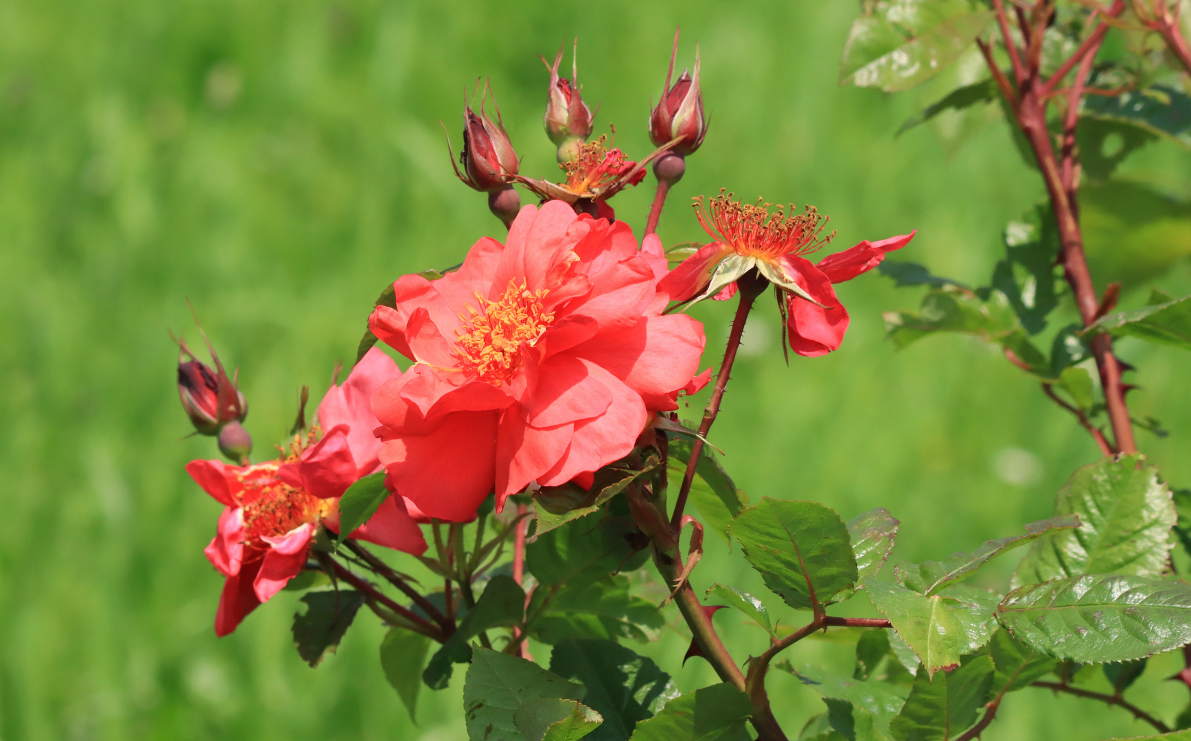 Rote Rosen