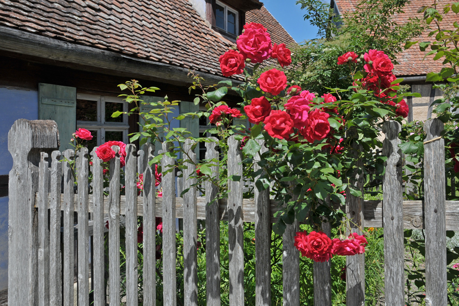 Rote Rosen