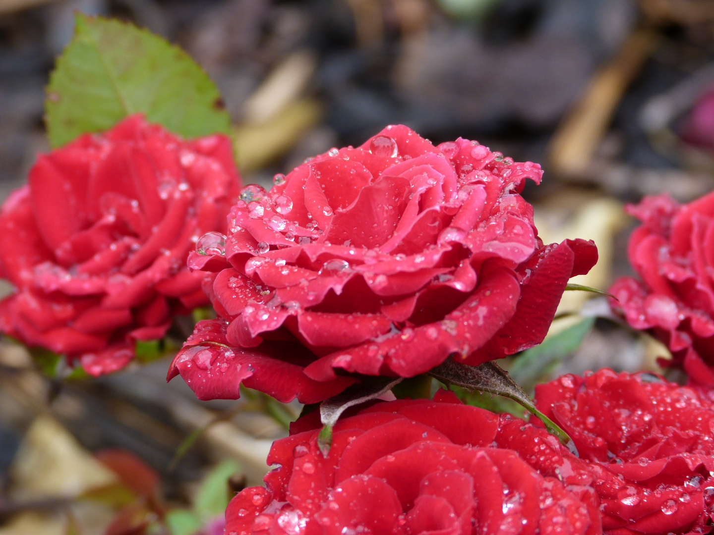 Rote Rosen