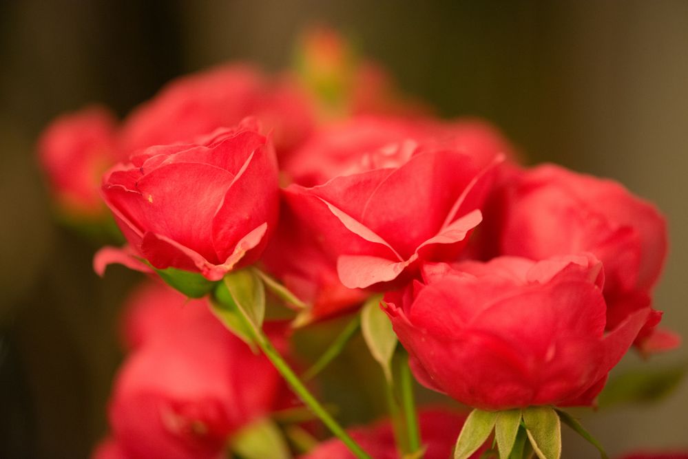 Rote Rosen Foto & Bild | natur-kreativ, erotic-flowers = sinnesfreuden