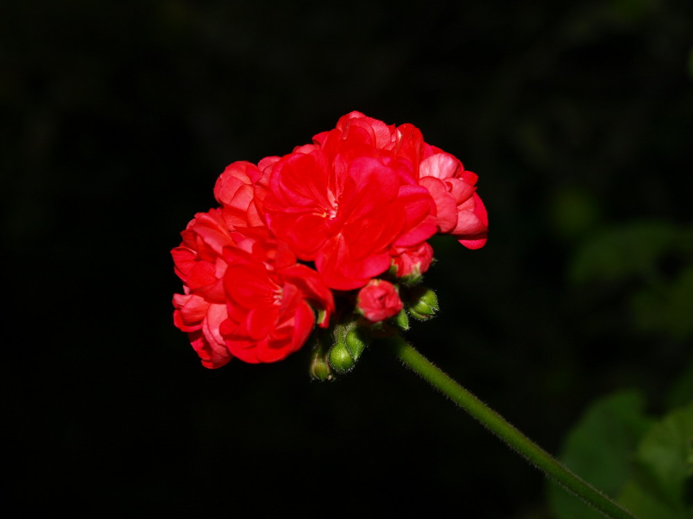 Rote Rosen