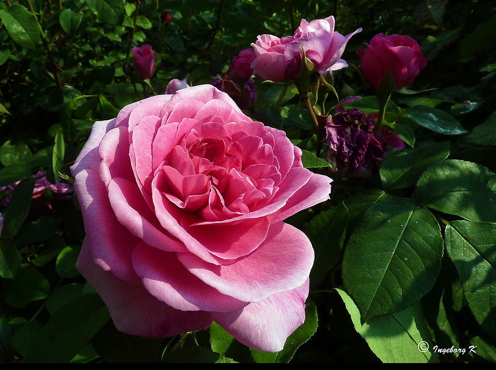 Rote Rosen - die Königin der Blumen