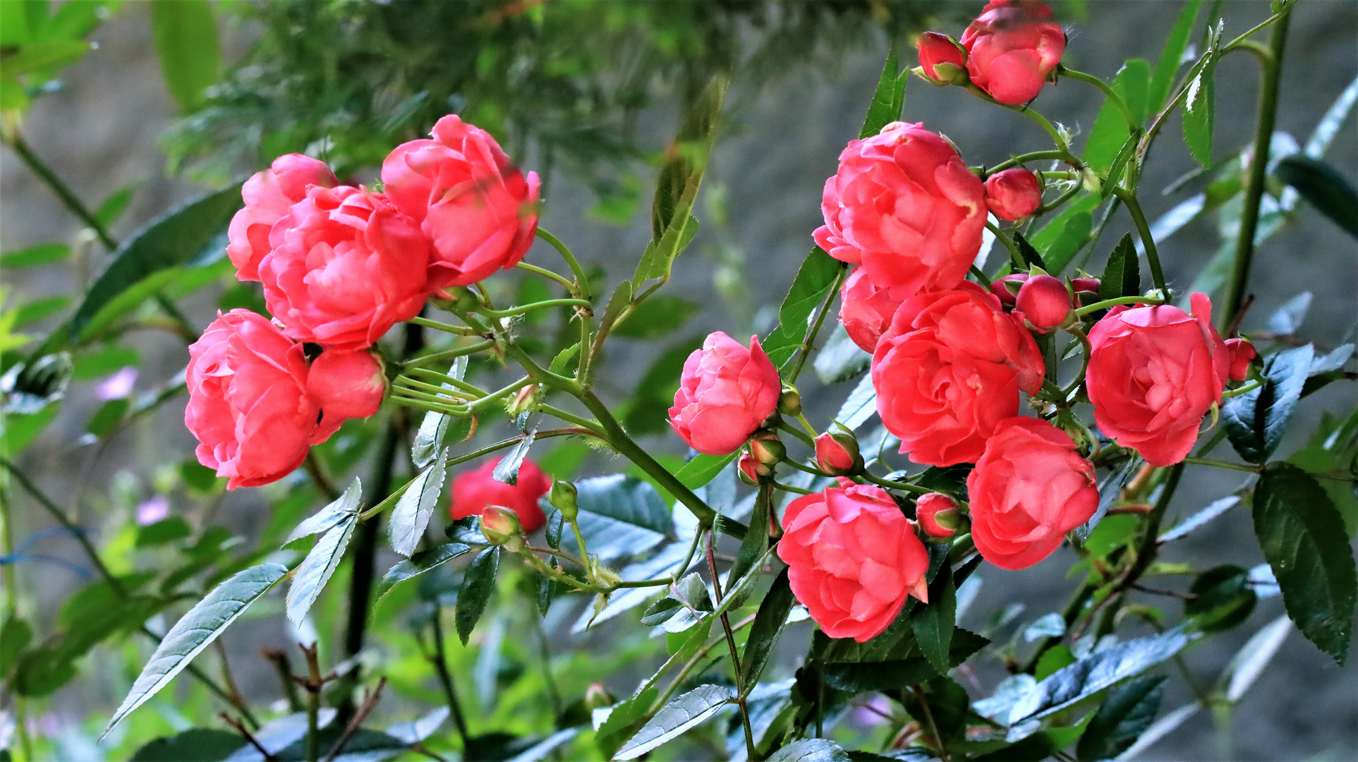 Rote Rosen