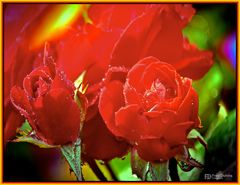 Rote Rosen