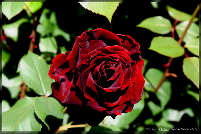 Rote Rosen I