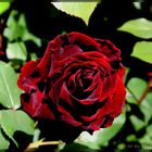 Rote Rosen I