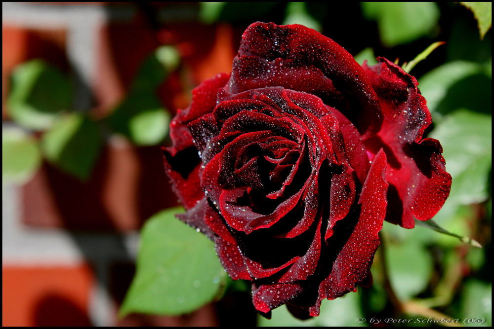 Rote Rosen II