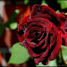 Rote Rosen II