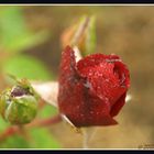 rote Rosen II