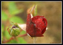 rote Rosen II