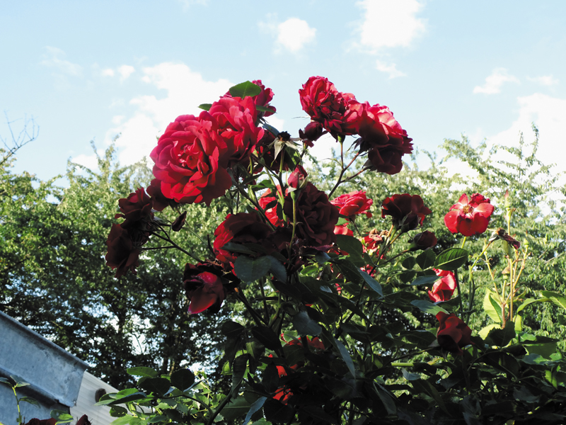 Rote Rosen im Garten 2012