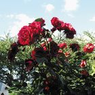 Rote Rosen im Garten 2012